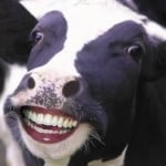 Profile picture of IeatCows